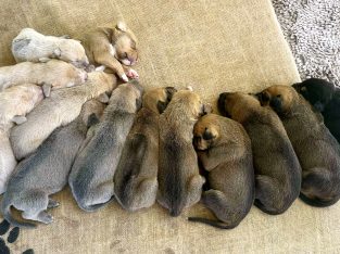 Rhodesian Ridgeback – Oakey