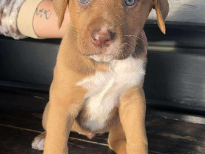 Rhodesian Ridgeback – Oakey