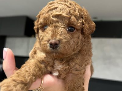 Poodle Mini – Kilcoy