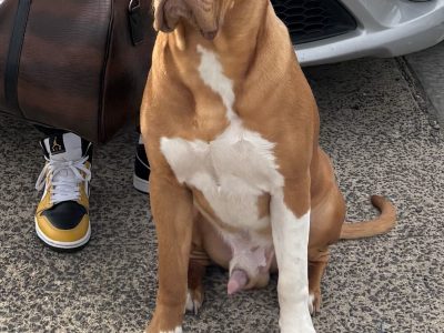 Dogue De Bordeaux – Donnybrook