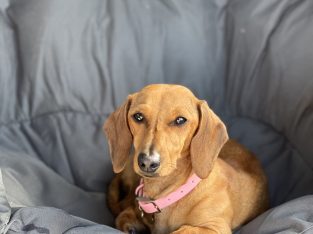 Miniature Dachshund – Sunshine Coast