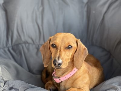 Miniature Dachshund – Sunshine Coast