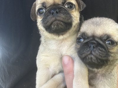 Pug – Melbourne