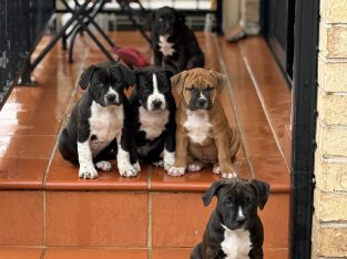 American Staffordshire Bull Terrier – Punchbowl