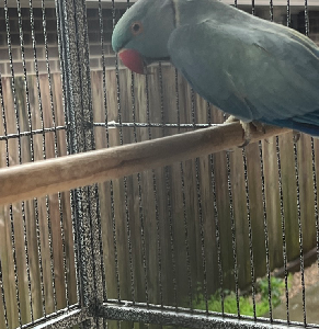 Birds – North Lakes