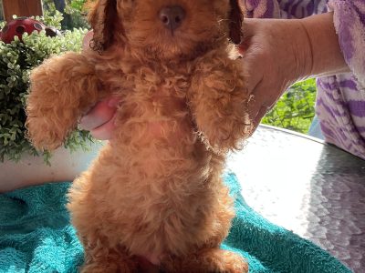 Cavoodle – Maryborough
