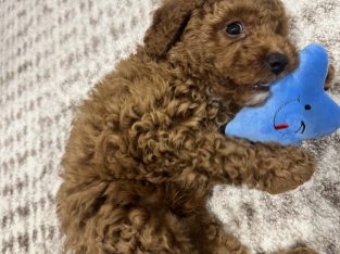 Cavoodle – Nundah