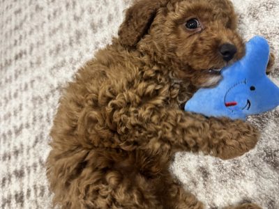 Cavoodle – Nundah