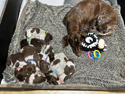 German Shorthaired Pointer – Cressy