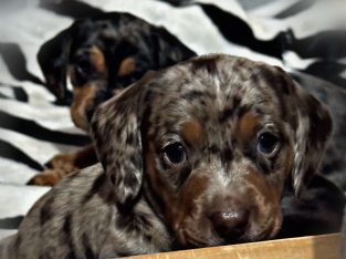 Dachshund – Kandos