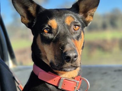 Australian Kelpie – Deniliquin