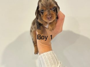 Dachshund – Harkness