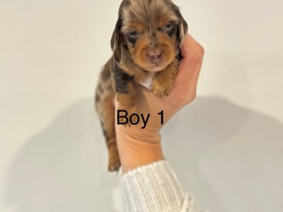 Dachshund – Harkness