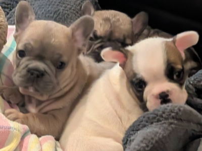 French Bulldog – Colignan