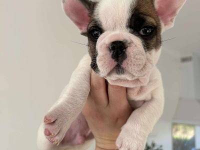 French Bulldog – Colignan