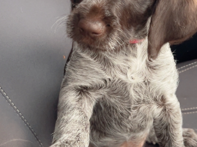 German Wirehaired Pointer – Wagga Wagga