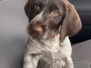 German Wirehaired Pointer – Wagga Wagga