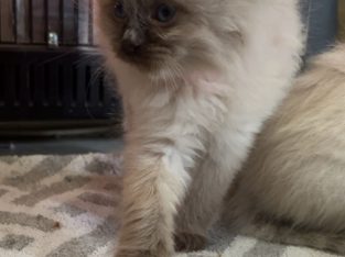 Ragdoll – Campbelltown