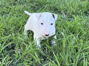 English Bull Terrier – Hideaway Bay