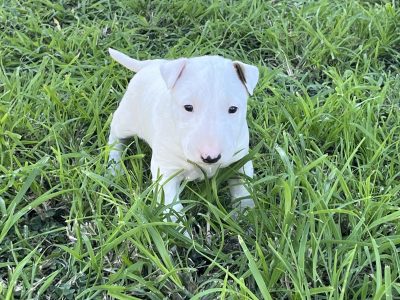 English Bull Terrier – Hideaway Bay