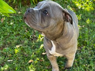 American Bulldog – Redland Bay