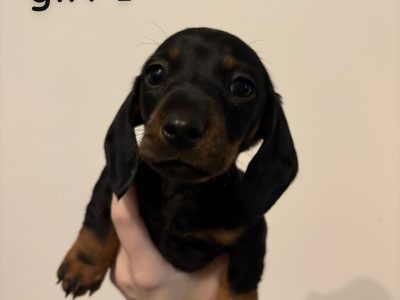 Dachshund – Orange