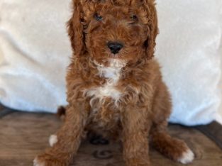 Cavoodle – Stroud