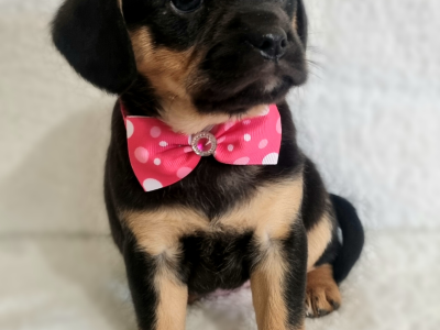 Cavalier King Charles Spaniel – Goulburn