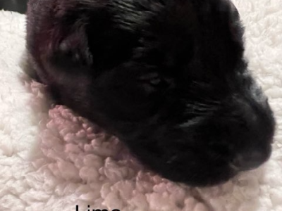 German Shepherd – Ridgehaven