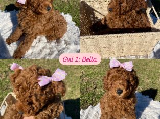 Toy Poodle – Fairfield West