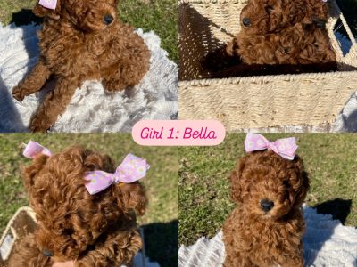 Toy Poodle – Fairfield West