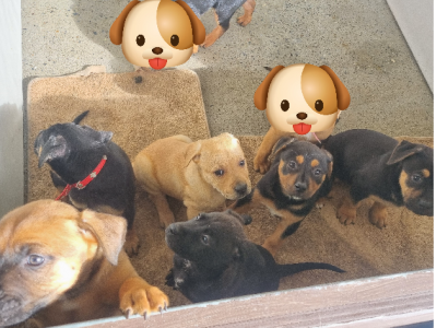 German Shepherd – Bethania