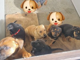 German Shepherd – Bethania