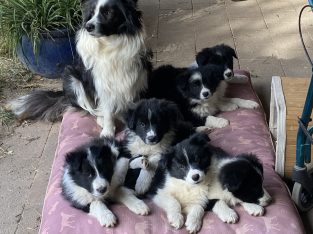 Border Collie – Bathurst