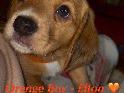 Beagle – Warners Bay