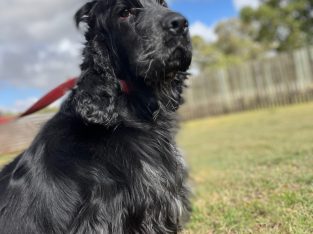 Cockalier – Murgon