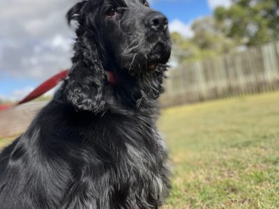 Cockalier – Murgon