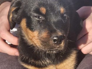 Rottweiler – Redbank Plains