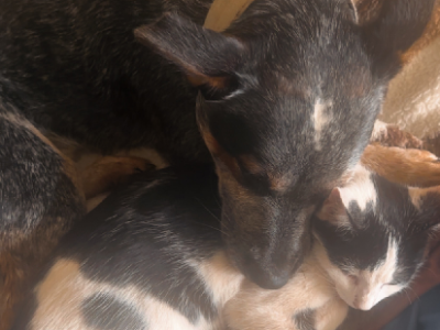 Australian Cattle Dog – South Burnett