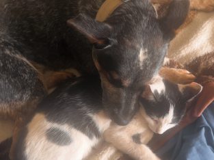 Australian Cattle Dog – South Burnett