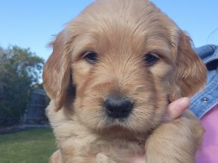 Groodle – Traralgon