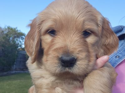 Groodle – Traralgon