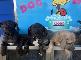 American Staffordshire Bull Terrier – Airport West