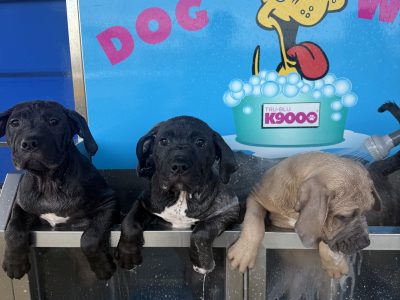 American Staffordshire Bull Terrier – Airport West