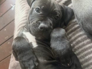 American Staffordshire Bull Terrier – Niddrie