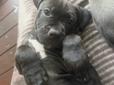 American Staffordshire Bull Terrier – Niddrie