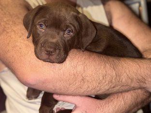 Labrador Retriever – Karana Downs