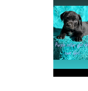 Labrador Retriever – Karana Downs