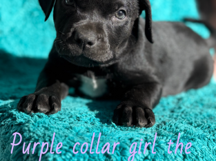 Labrador Retriever – Karana Downs