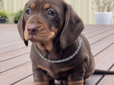 Dachshund – Keysborough